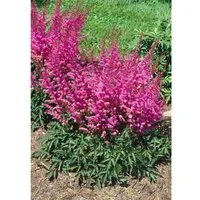 Astilbe Chinensis Veronica Klose Prachtspiere Ca. 9x9 cm Topf