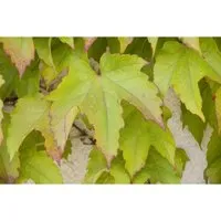 Parthenocissus Tricuspidata Veitchii Wilder Wein 60–100 cm