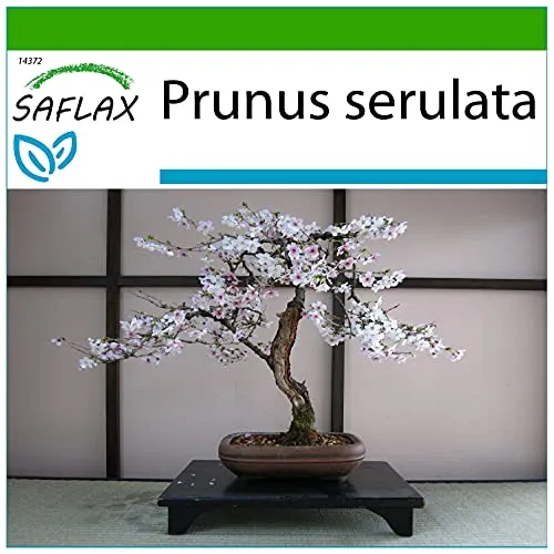 SAFLAX - Bonsai - Japanische Blütenkirsche - 30 Samen - Mit keimfreiem Anzuchtsubstrat - Prunus serulata