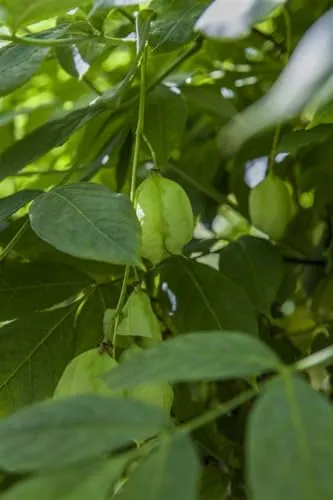 Staphylea pinnata - Pimpernuss mit cremeweißen Blüten - Blumen & Pflanzen, bienenfreundlich und winterhart bis -20 °C, ideal für Hecken und halbschattige Standorte, pflegeleicht für Gartenanfänger.