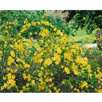 Kerria Japonica Ranunkelstrauch Golden Guinea 40-60 cm - Blühende Zimmerpflanzen, pflegeleichter Ranunkelstrauch mit leuchtend gelben Blüten und bienenfreundlichem Laub, ideal für Hecken und Rabatten.