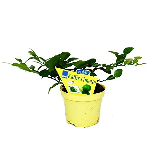 Exotenherz Kaffir-Limette - Citrus hystrix - Kakteen - 2 Pflanzen mit aromatischen Blättern, die asiatischen Gerichten ein einzigartiges, zitronenähnliches Aroma verleihen. Ideal für die Küche und als Gewürzpflanze.