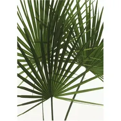 Komar Wandbild Palmtree Leaves 30 x 40 cm von Komar