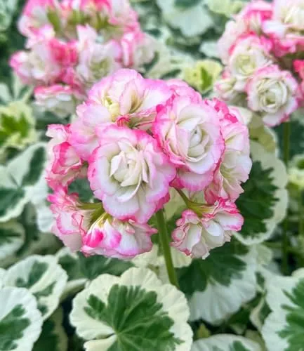 BALDUR Garten 2x Geranie 'Strawberry Blossom' im 12 cm-Topf