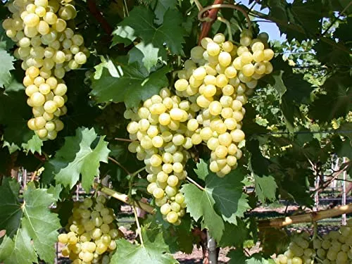 Vitis vinifera 'Phönix' – Winterharte Weinrebe für Tafeltrauben - Obstsamen & -pflanzen: Pflegeleichte, mehrjährige Kletterpflanze mit aromatischen gelbgrünen Tafeltrauben. Ideal für Pergola und Spalier, bietet natürlichen Sichtschutz und ist pilzresistent.
