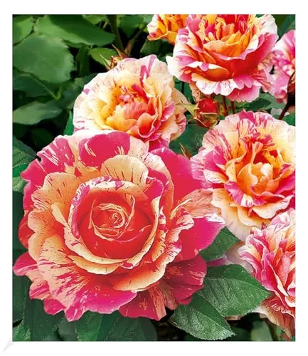 BALDUR-Garten Pflanzen von BALDUR-Garten