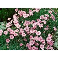 Dianthus Gratianopolitanus Nordstjernen Pfingstnelke Ca. 9x9 cm Topf