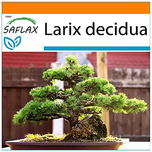 SAFLAX - Garden in the Bag - Bonsai - Europäische Lärche - 75 Samen - Mit Anzuchtsubstrat im praktischen, selbst aufstellenden Beutel - Larix decidua