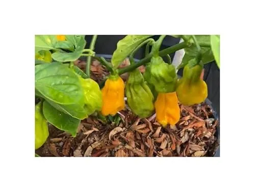 Stk - 100x Xotica Pfeffer Madame Jeanette Paprika Chili Gemüse Pflanzen - Samen K517 - Seeds & Plants Shop by Ipsa