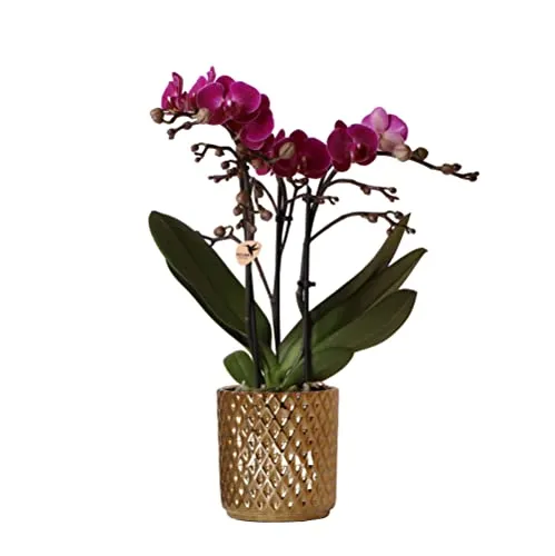 Exotenherz Lila Phalaenopsis-Orchidee Morelia im Diamant-Dekotopf - Zimmerpflanze mit eleganter lila Phalaenopsis-Orchidee, die in einem stilvollen Diamant-Dekotopf präsentiert wird. Perfekt für ein schickes Interieur und leicht zu pflegen.