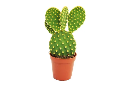 Exotenherz Kaktus Opuntia microdasys - gelbstachliger Ohrenkaktus - im 8,5cm Topf