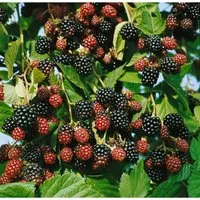 Rubus Fruticosus Black Satin Brombeere Dornenlos 40–60 Cm