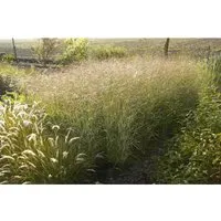 Panicum Virgatum Shenandoah Rutenhirse Rot-Grün