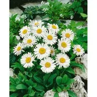 Aster Alpinus Albus Alpenaster Ca. 9x9 cm Topf