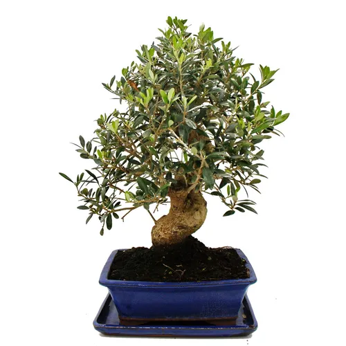 Bonsai Olivenbaum