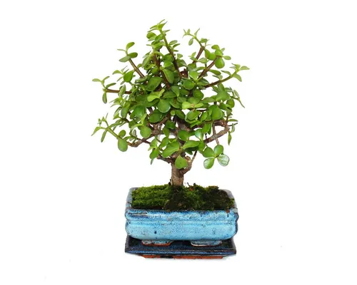 Exotenherz Bonsai Portulacaria von Exotenherz