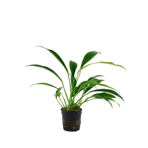 Anubias barteri var. angustifolia - Anubias barteri Hohlzahn - Lebende Aquarium-Pflanz