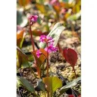 Bergenia Cordifolia Eroica Herzblatt Bergenie Ca. 11x11 cm Topf