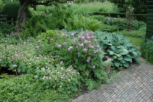 Pflanzen für Dich Staude Centaurea pulcherrima, 1 St., Flockenblume