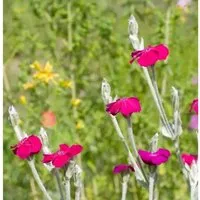 Produktbild Kranz Lichnelke Atrosanguinea - Lychnis coronaria