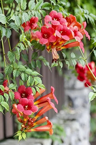 Trompetenblume - 30 Samen