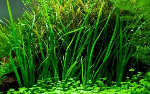 Aquaone Wasserpflanze Aquarium Pflanze Cyperus helferi Wasserpflanzen Topf Nr.333A