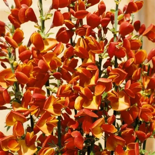 Cytisus scoparius 'Lena' 40–60 cm – Winterhart, Mehrjährig, Pflegeleicht – Besenginster – Zierstrauch für Garten & Beet
