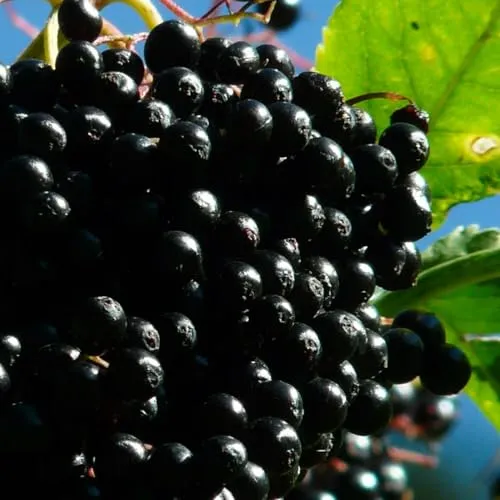 Holunder Haschberg 2L Pflanze für Anfänger und professionelle Gärtner - Ideal für Kleingarten, Garten - Schöne Pflanze mit ungewöhnlichen Blüten - Genießen Sie jeden Tag ihre Farben