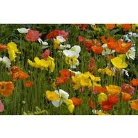 Papaver Nudicaule Islandmohn Ca. 9x9 cm Topf