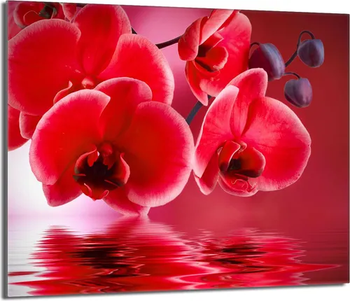 Glasschutzplatte für den Herd 60x52 Orchidea