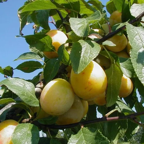 Mirabelle `Bellamira´ ® Pflaumenbaum von ARTland