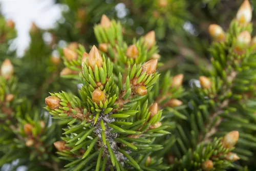 Pflanzen für Dich Konifere Picea abies Will's Zwerg, 1 St.