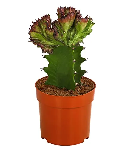 Dehner Korallen-Wolfsmilch, Euphorbia lactea, botanische Kuriosität, 15-25 cm, Ø 10.5 cm, Sukkulente