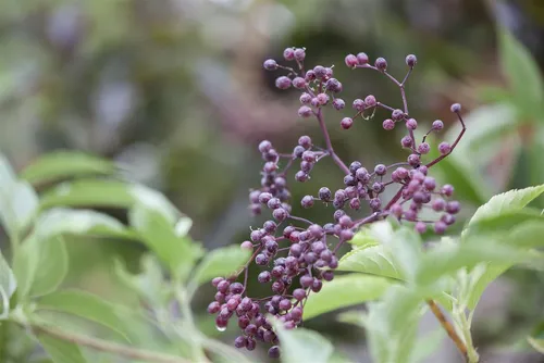 Produktbild Pflanzen für Dich Gehölze Sambucus nigra, Schwarzer Holunder