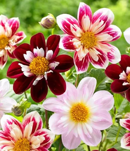 BALDUR Garten 3er Dahlien-Mix 'Favourite Ballet', Knollen in Größe I, üppige Blüten, lange Blütezeit, Bienen- & Schmetterlingsmagnet, elegante Blütenform, mehrjährig - frostfrei halten, Schnittblume