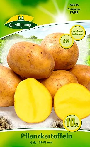 Quedlinburger 84016 Kartoffel Gala (10 Stück) (Pflanzkartoffeln)