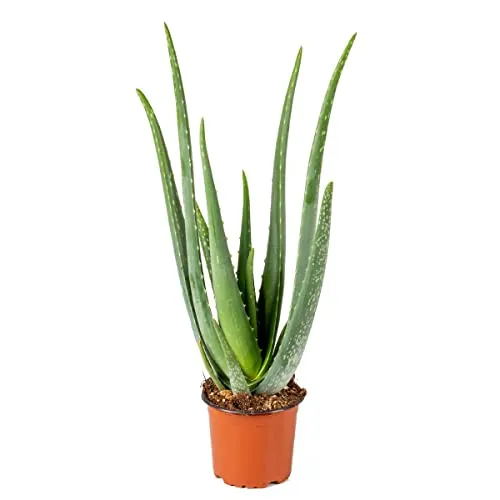 Bloomique - Aloe Vera Pflanze - Zimmerpflanzen - Sukkulenten - Sehr Pflegeleicht - Höhe 35-45 cm - Topf 12 cm