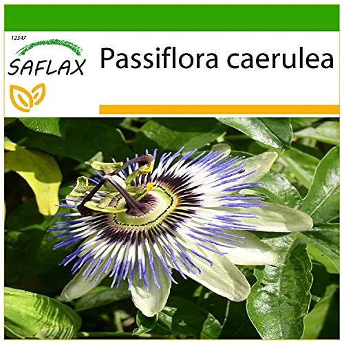 SAFLAX - Blaue Passionsblume - 25 Samen - Mit keimfreiem Anzuchtsubstrat - Passiflora caerulea