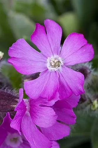 Silene dioica 9x9 cm Topf – Winterhart, Mehrjährig, Pflegeleicht – Rote Lichtnelke – Staude für Beet & Naturgarten