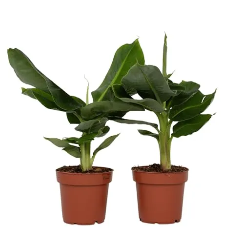 Plant in a Box - Musa Orientalischer Zwerg - 2er Set - Garten-Zubehör: Set aus zwei tropischen Bananenpflanzen mit luftreinigenden Eigenschaften, sorgfältig verpackt für sicheren Versand.