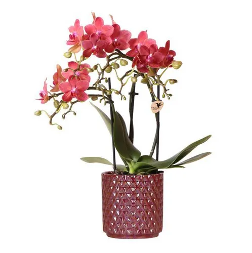 Exotenherz Rote Phalaenopsis-Orchidee Congo im Diamond Pearl Topf 9cm - Zimmerpflanze mit lebendigen roten Blüten, perfekt für stilvolle Akzente in Ihrem Zuhause. Der elegante Diamond Pearl Ziertopf sorgt für einen luxuriösen Look.