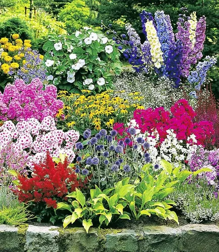 BALDUR Garten 12er Set Buntes Staudenbeet 'Multi-Colour' - Vielfältiges Stauden-Sortiment mit mehrjährigen Pflanzen im 7x7 cm-Topf. Ideal für sonnige bis halbschattige Standorte. Geringer Pflegeaufwand für ein blühendes Beet im Sommer.