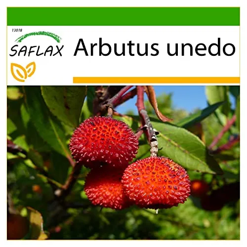 SAFLAX - Erdbeerbaum - 50 Samen - Mit keimfreiem Anzuchtsubstrat - Arbutus unedo