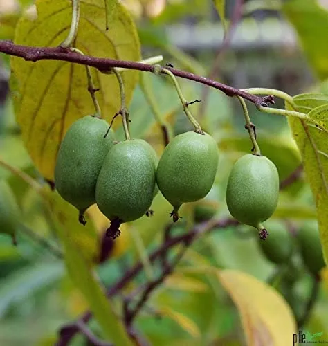 Isaii Mini Kiwi - Selbstfruchtende Kiwipflanze - Obstsamen & -pflanzen, winterhart und mit süßen, glattschaligen Früchten, die sofort mit Schale essbar sind. Ideal für Gartenliebhaber, die gesunde Snacks direkt vom eigenen Klettergerüst ernten möchten.