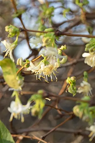 Lonicera purpusii in beige von PlantaPro