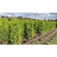Konifere Thuja occidentalis Brabant - Abendländischer Lebensbaum - Bäume, Sträucher & Hecken - Immergrün und schnellwachsend, ideal für windgeschützte, sonnige bis halbschattige Standorte.