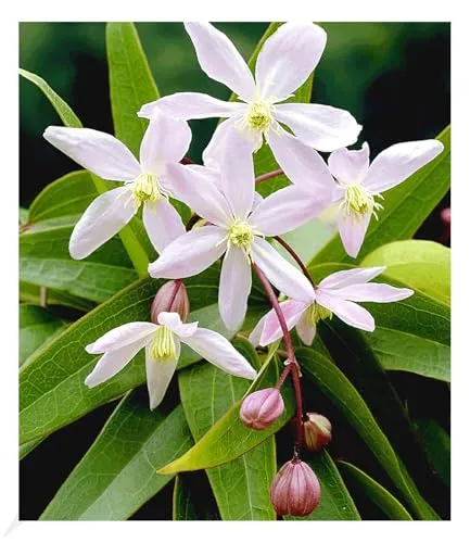 BALDUR Garten 1x Duft-Clematis 'Armandii' Waldrebe winterhart, Pflanze im 9x9 cm-Topf, Klematis, mehrjährige blühende Kletterpflanzen, bienen- und schmetterlingsfreundlich, blühend, Clematis Hybride