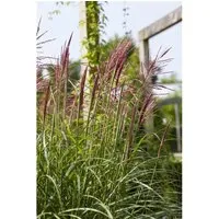 Miscanthus Sinensis Rotsilber - Chinaschilf im 3-5 L Container - Gräser mit rot-silbernen Blütenrispen, pflegeleicht und winterhart, ideal für Rabatten oder große Kübel, bis 200 cm hoch.