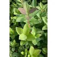 Lonicera kamtschatica 'Blue Velvet' - Honigbeere mit blauen Früchten - Blumen & Stauden – Die Kamtschatka-Heckenkirsche begeistert mit süßen, essbaren Beeren und ist winterhart bis -20 °C. Perfekt für Garten, Balkon oder Kübel!