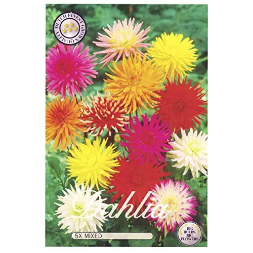 Sommerblumen Dahlien Knollen Blumenzwiebeln Mix Dahlia Bunte Auswahl im Mix für Sommer Blume Knolle Blumezwiebel Set Bunte Blüten mehrjährig (5x Dahlien Cactus)